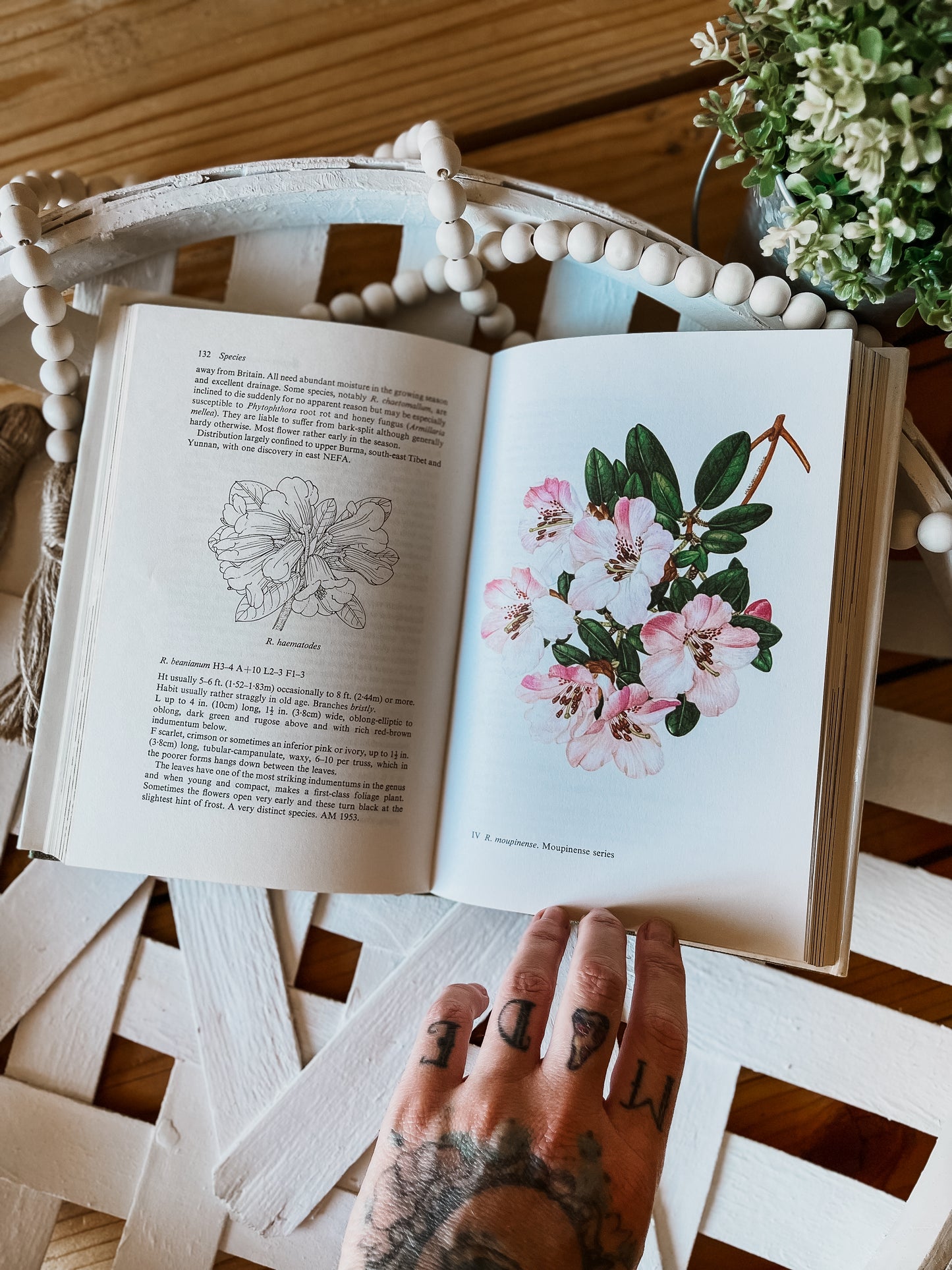 Dwarf Rhododendrons Book